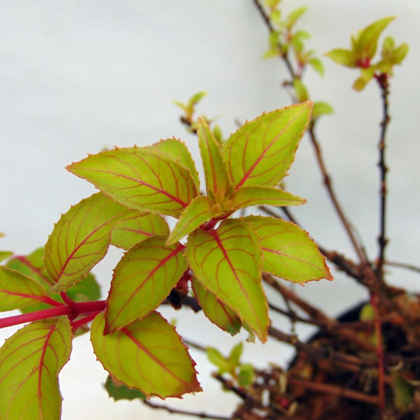 Siroverenpisara Genii (Lehvistö)