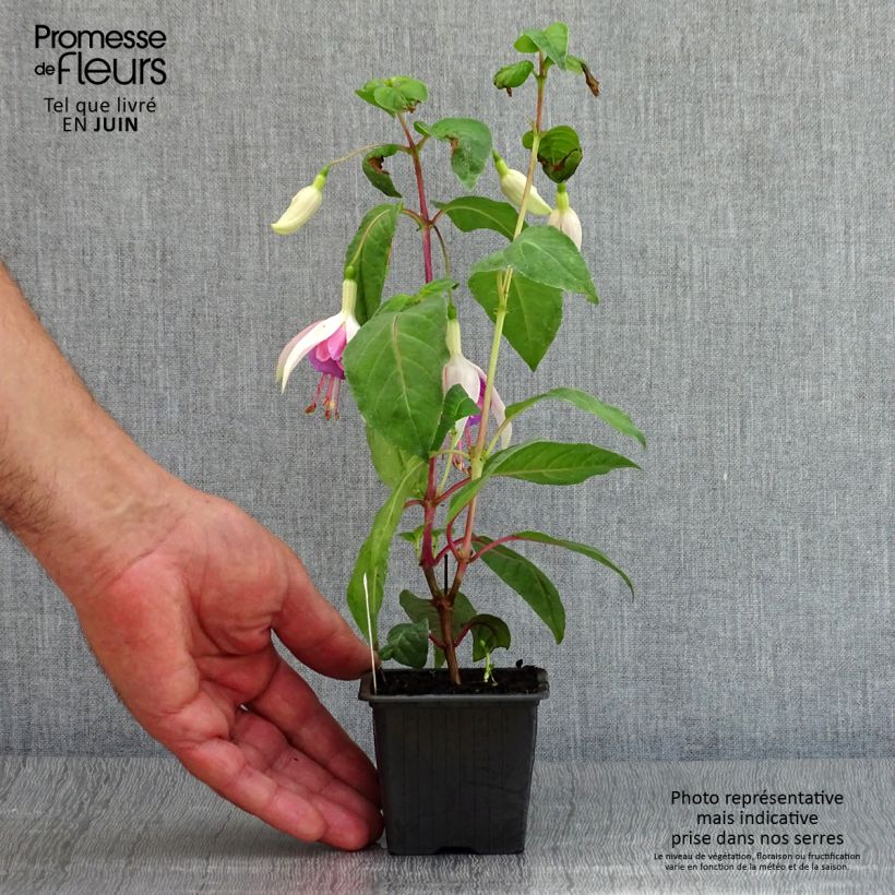 Esimerkki kesällä toimitetusta Fuchsia Illusion Godet de 8/9 cm-taimesta