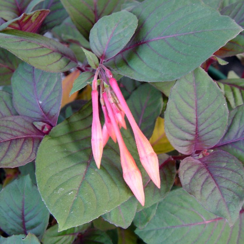 Verenpisara Thalia (Lehvistö)