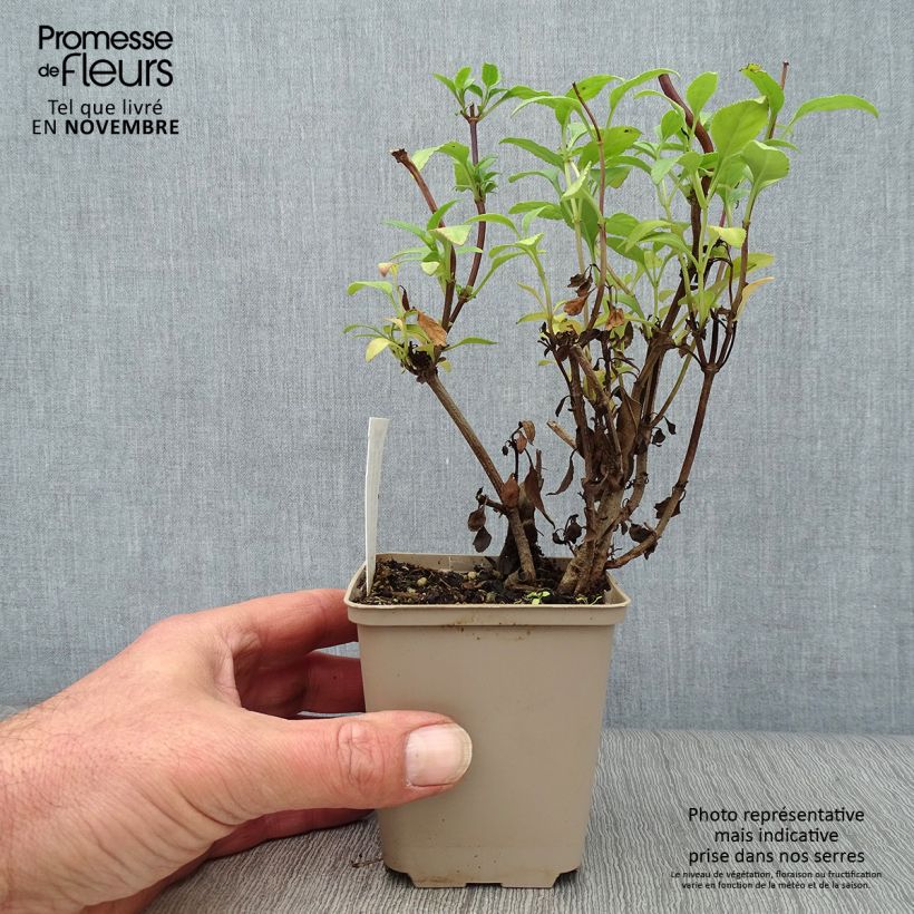Esimerkki syksyllä toimitetusta Kafferinkukka African Queen 8/9 cm taimiruukku-taimesta