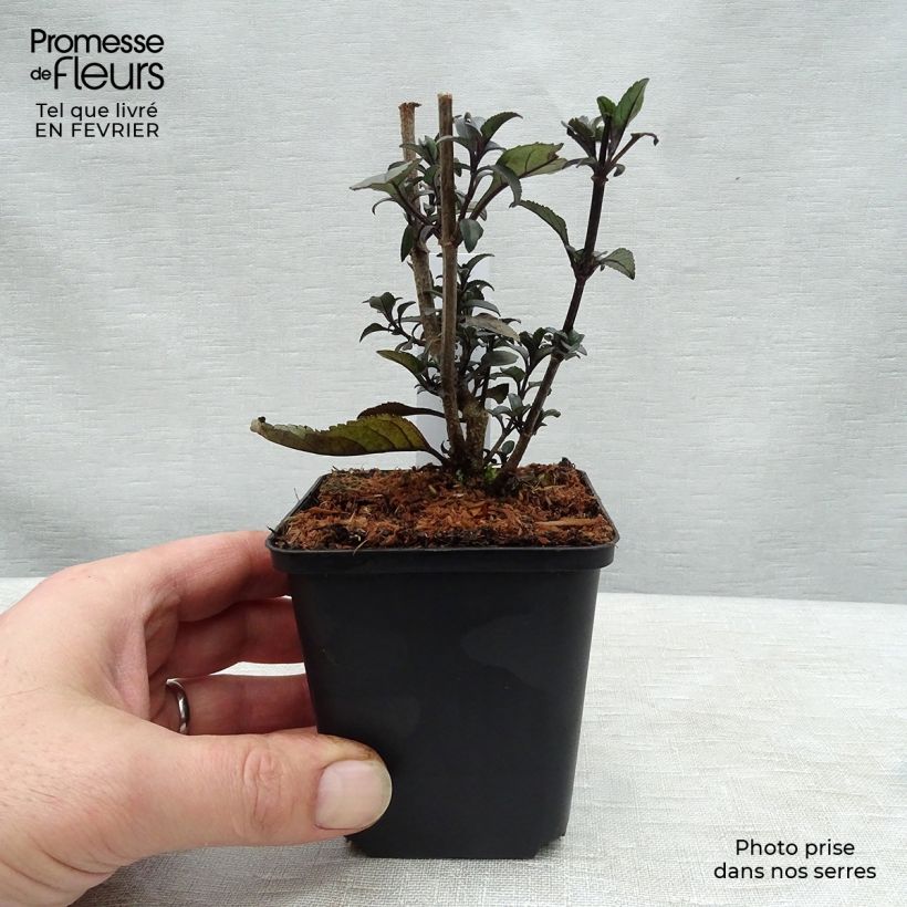 Esimerkki talvella toimitetusta Kafferinkukka Blacher (Cherry Ripe) Godet de 8/9 cm-taimesta