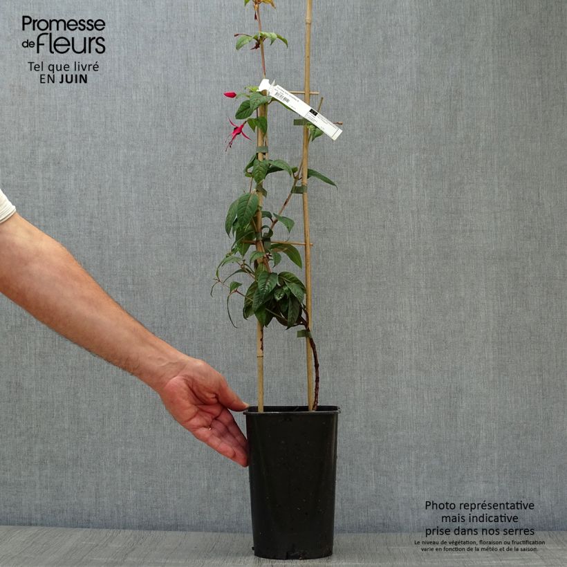 Esimerkki kesällä toimitetusta Verenpisara Lady Boothby Pot de 3L/4L-taimesta