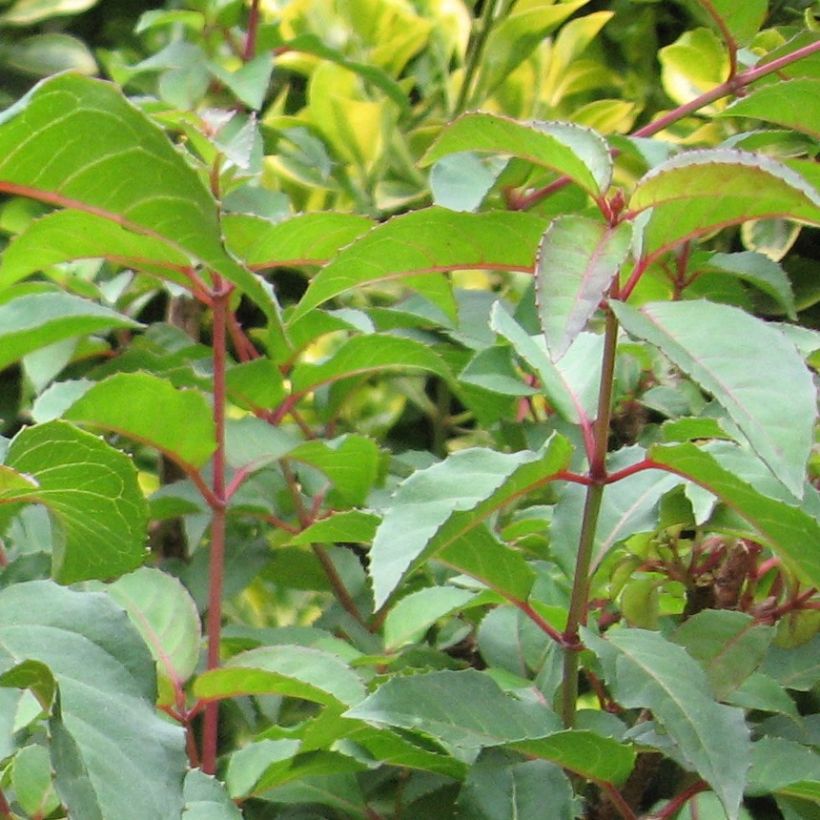 Siroverenpisara - Fuchsia magellanica (Lehvistö)