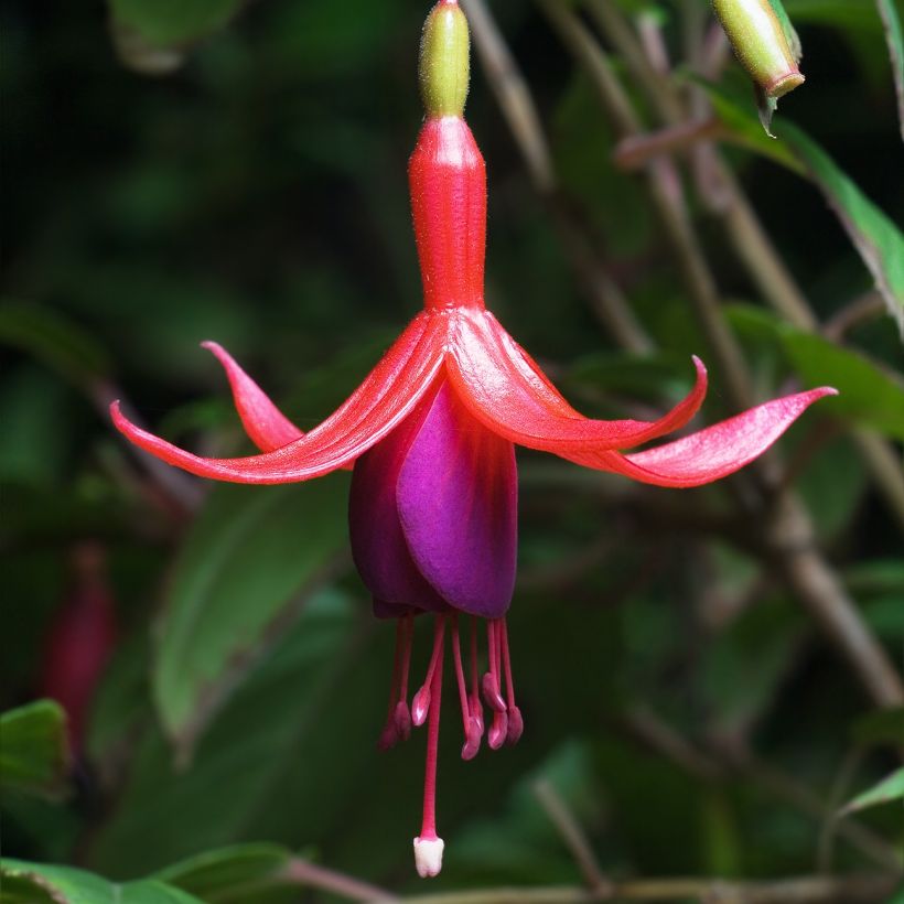 Siroverenpisara - Fuchsia magellanica (Kukinta)