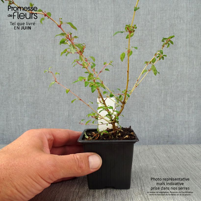 Esimerkki kesällä toimitetusta Siroverenpisara Arauco Taimiruukku 8/9 cm-taimesta