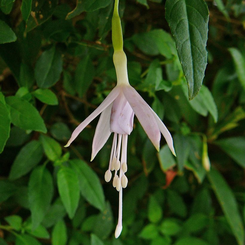 Siroverenpisara - Fuchsia magellanica var. molinae (Kukinta)