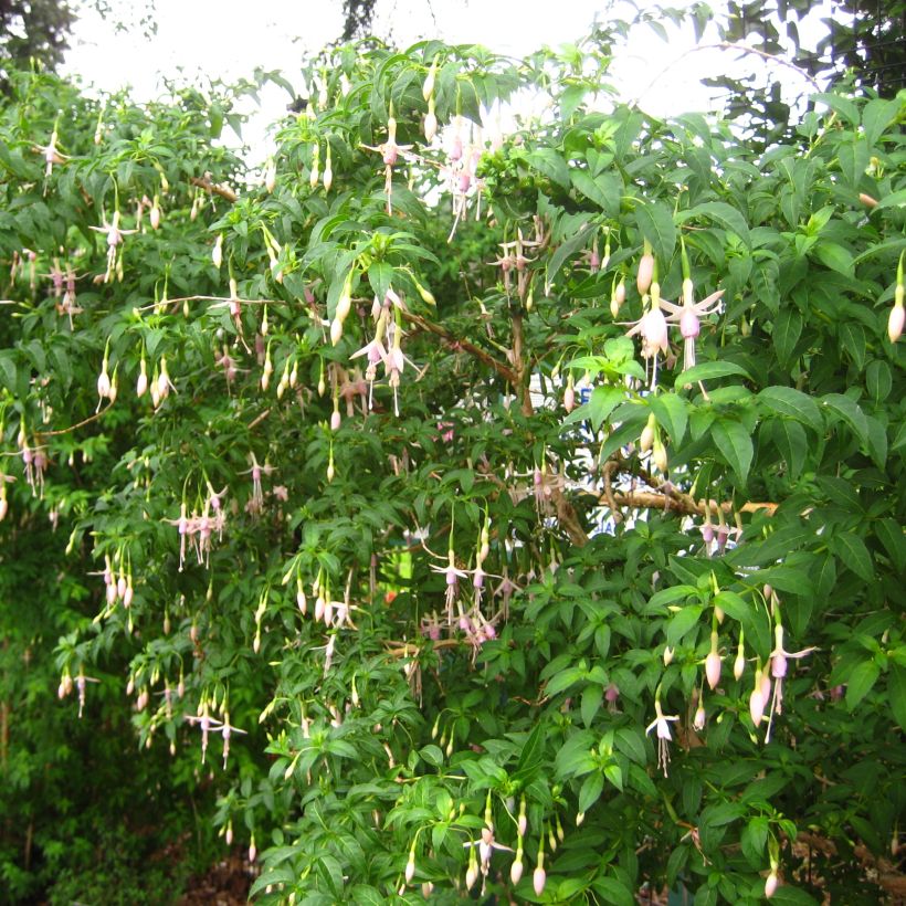 Siroverenpisara - Fuchsia magellanica var. molinae (Kasvutapa)