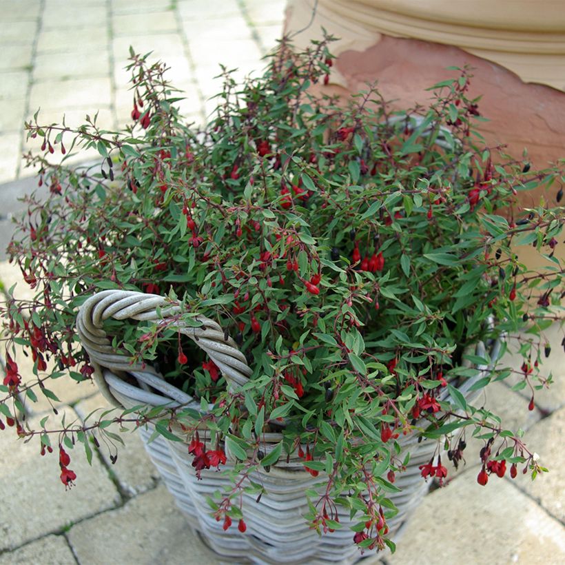 Siroverenpisara Pumila (Kasvutapa)