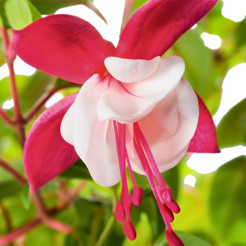 Siroverenpisara Snow Cap (Kukinta)
