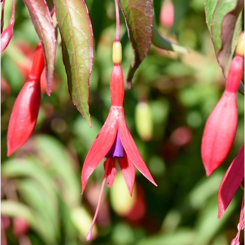 Siroverenpisara Tricolorii (Kukinta)