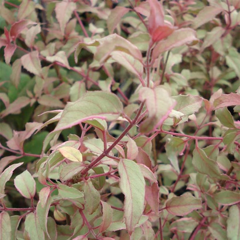 Siroverenpisara Versicolor (Lehvistö)