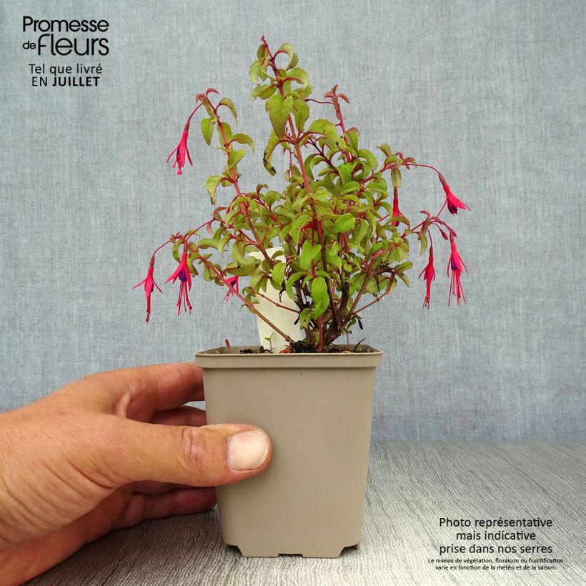 Esimerkki kesällä toimitetusta Siroverenpisara - Fuchsia magellanica var. gracilis Godet de 8/9 cm-taimesta