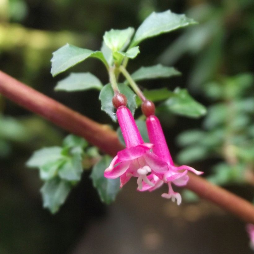 Verenpisara - Fuchsia microphylla subsp. microphylla (Kukinta)