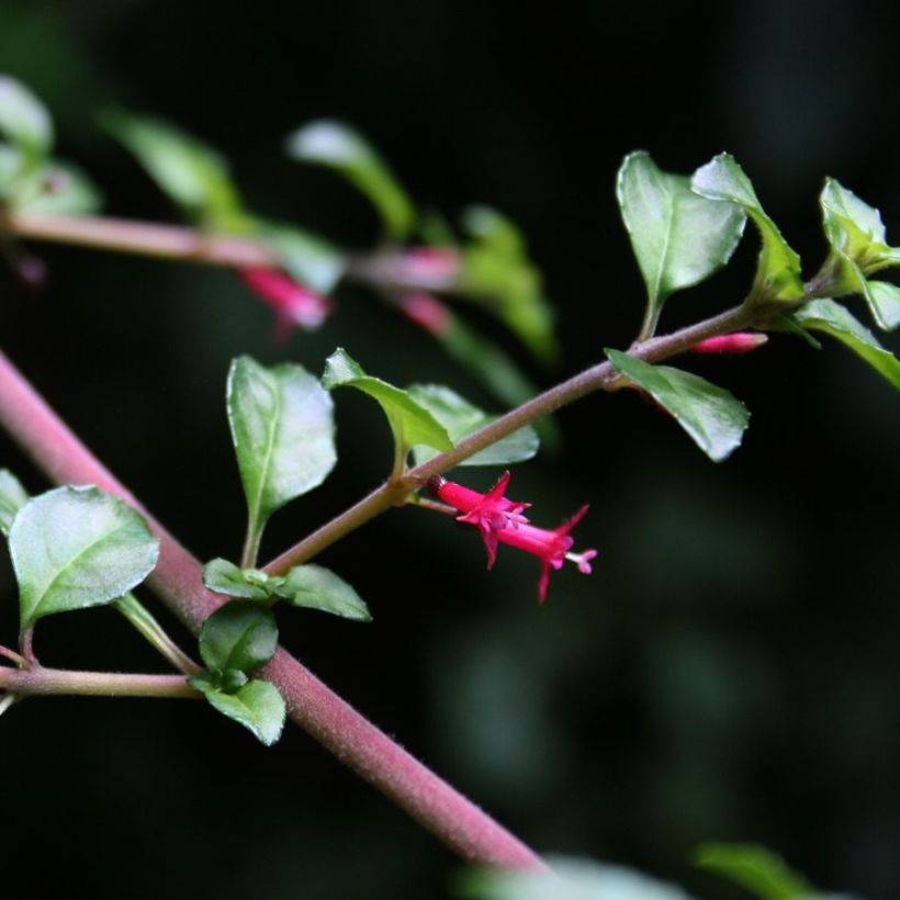 Verenpisara ssp. hemschleiana (Kukinta)