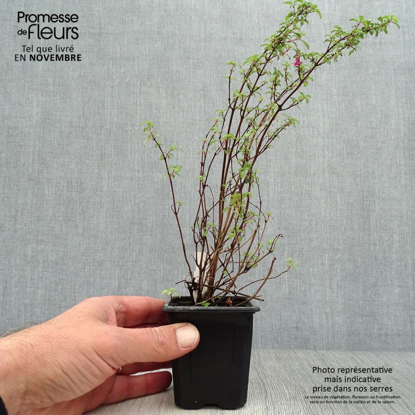 Esimerkki syksyllä toimitetusta Verenpisara - Fuchsia microphylla subsp. microphylla 8/9 cm taimiruukku-taimesta