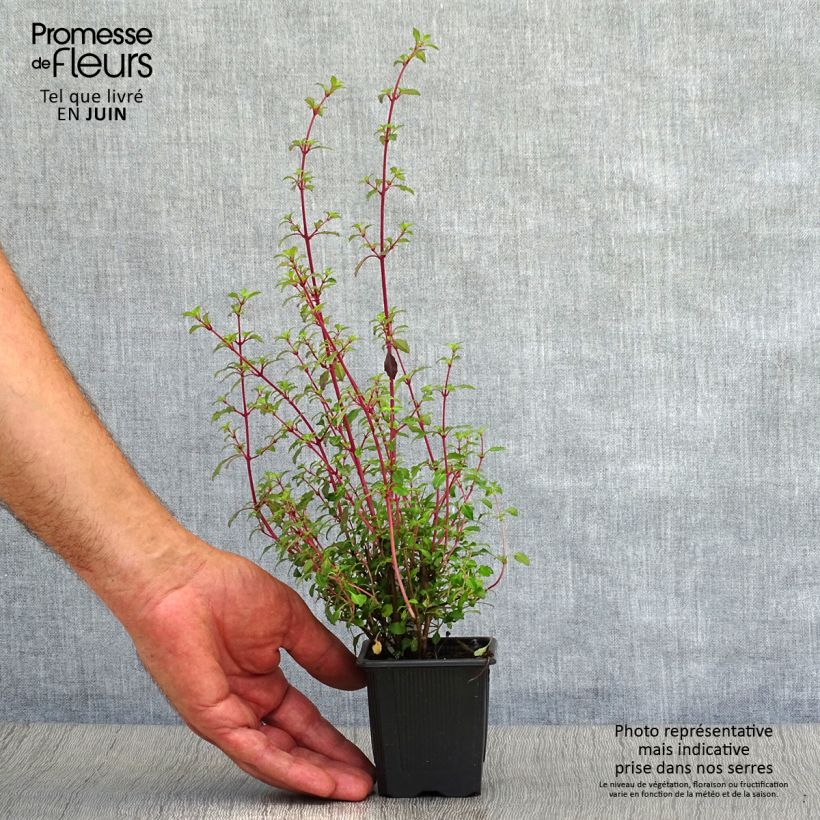 Esimerkki kesällä toimitetusta Verenpisara - Fuchsia microphylla subsp. microphylla Godet de 8/9 cm-taimesta