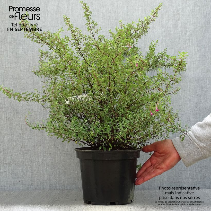 Esimerkki syksyllä toimitetusta Verenpisara - Fuchsia microphylla subsp. microphylla 4 litran/5 litran ruukku-taimesta
