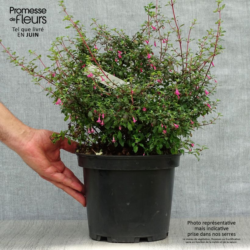 Esimerkki kesällä toimitetusta Verenpisara - Fuchsia microphylla subsp. microphylla Pot de 4L/5L-taimesta
