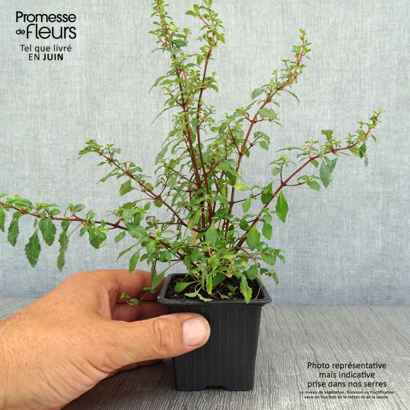 Esimerkki kesällä toimitetusta Verenpisara - Fuchsia minutiflora 8/9 cm taimiruukku-taimesta