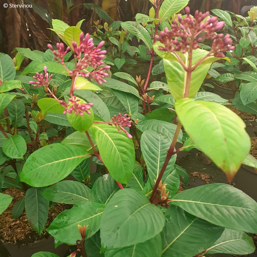 Verenpisara - Fuchsia paniculata (Lehvistö)