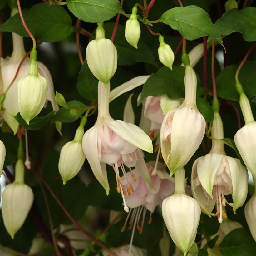 Verenpisara Pink Marshmallow (Kukinta)