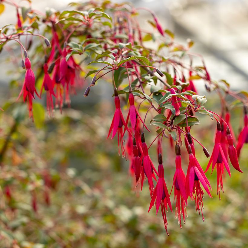 Verenpisara Regal (Kukinta)