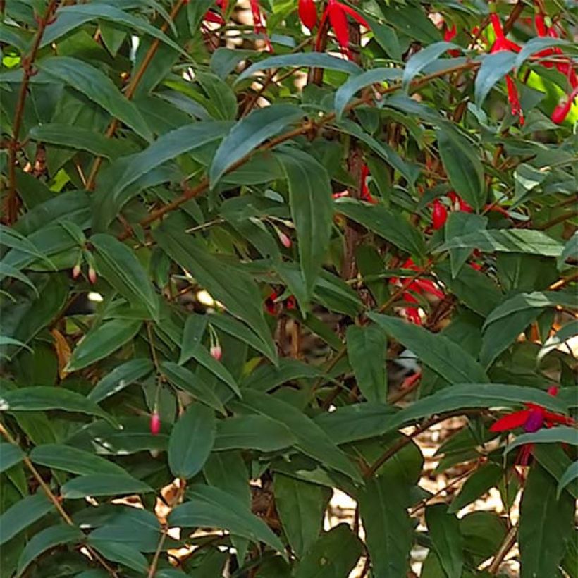 Verenpisara Reitzii (Lehvistö)