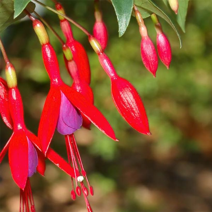Verenpisara Reitzii (Kukinta)