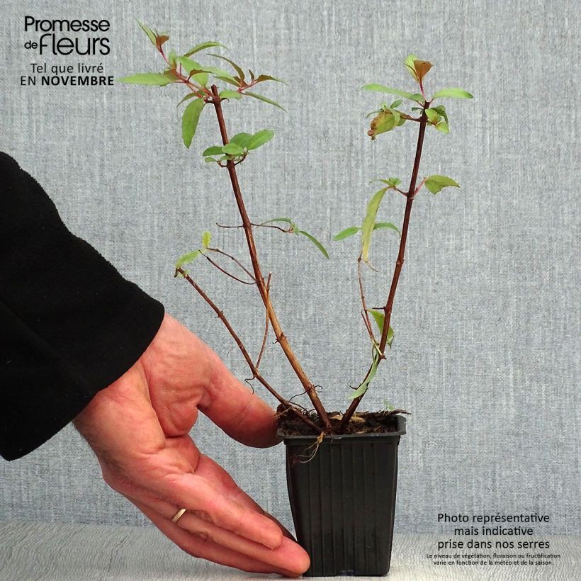 Esimerkki syksyllä toimitetusta Verenpisara Reitzii 7/8 cm taimiruukku-taimesta