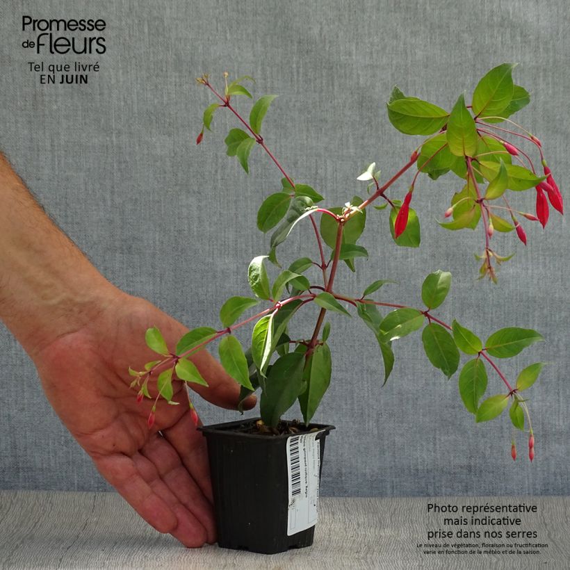 Esimerkki kesällä toimitetusta Verenpisara Reitzii Godet de 7/8 cm-taimesta