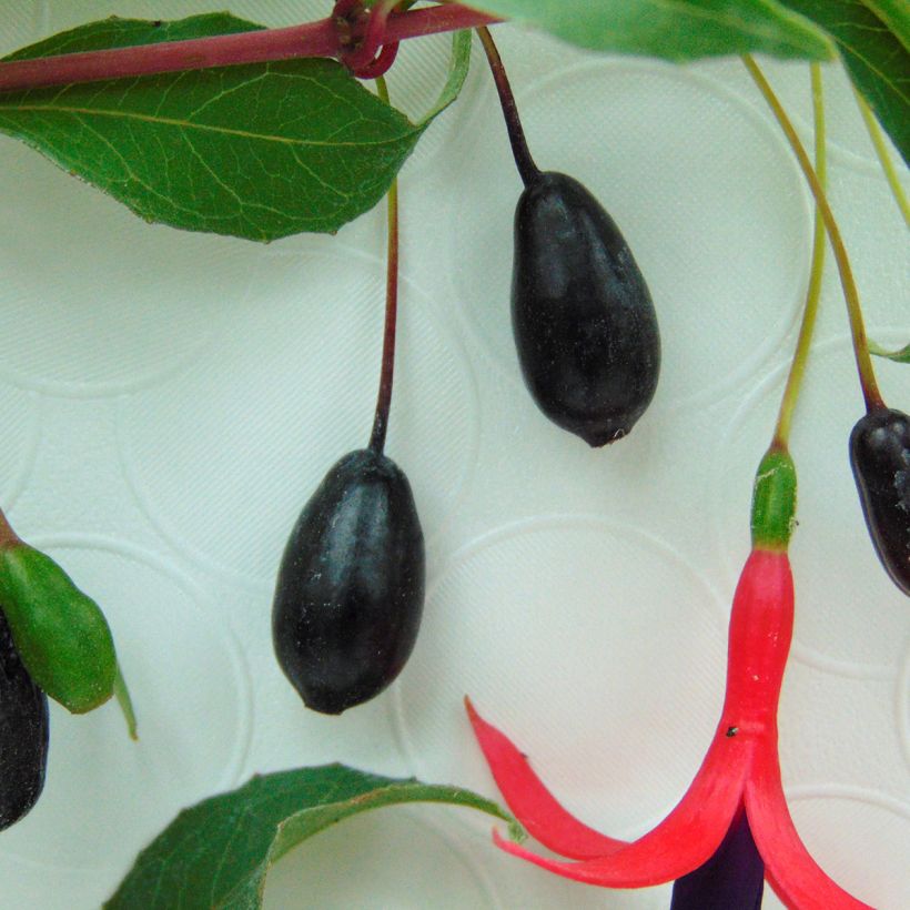 Verenpisara Reitzii (Sadonkorjuu)