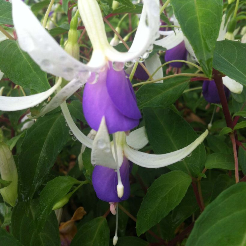 Verenpisara Blue Sarah (Kukinta)