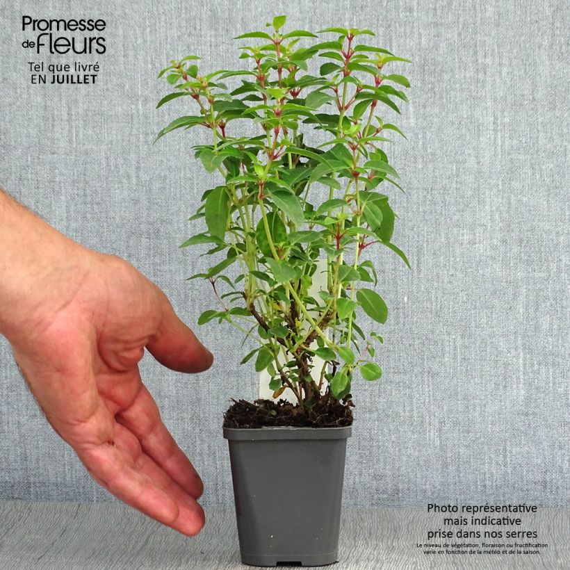 Esimerkki kesällä toimitetusta Verenpisara Lady Thumb Taimiruukku 8/9 cm-taimesta