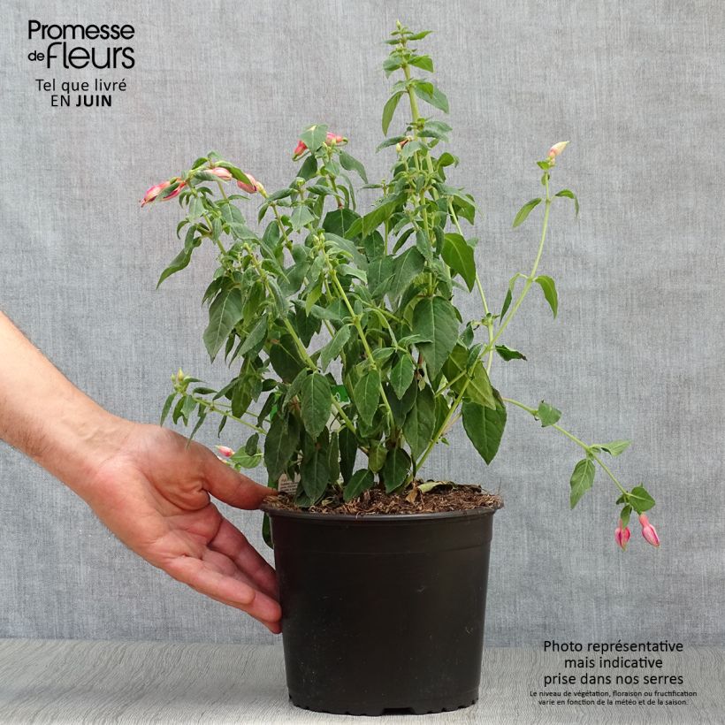 Esimerkki kesällä toimitetusta Verenpisara Margaret Pot de 2L/3L-taimesta