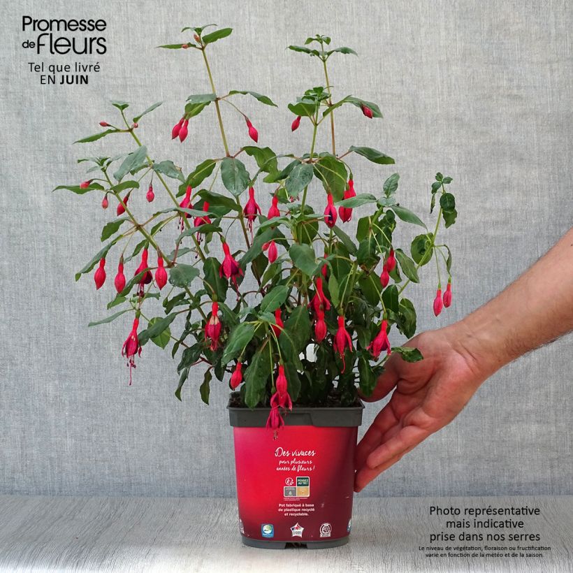 Esimerkki kesällä toimitetusta Verenpisara Mrs Popple Ruukku 2L / 3L-taimesta