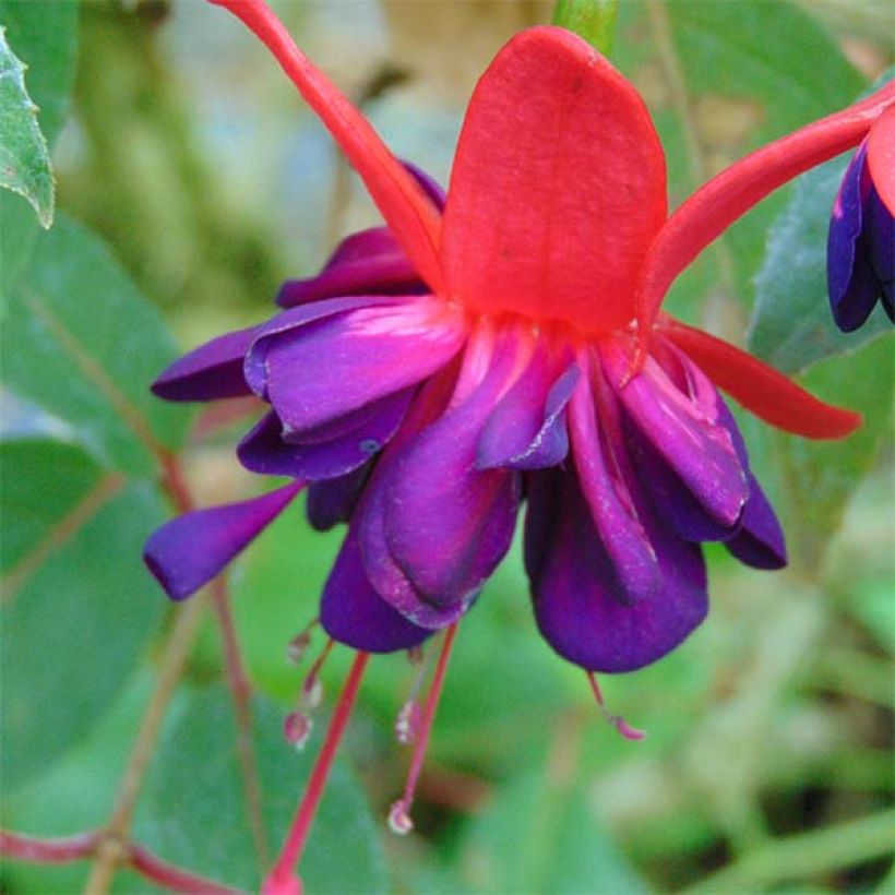 Verenpisara Princess Dollar (Kukinta)