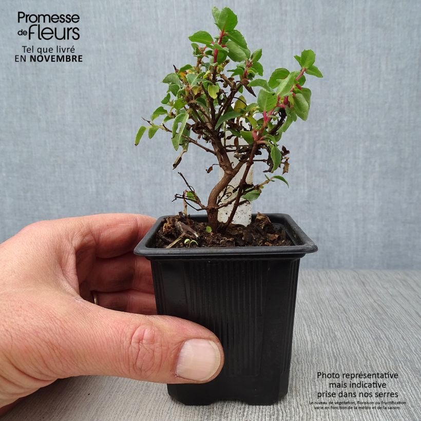 Esimerkki syksyllä toimitetusta Verenpisara Tom Thumb 8/9 cm taimiruukku-taimesta
