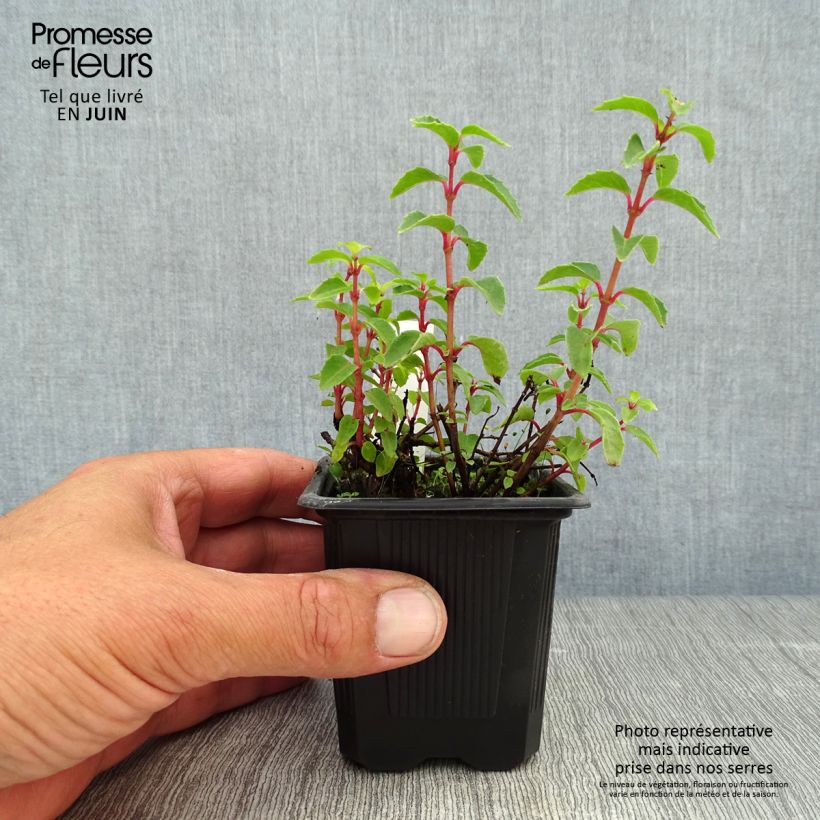 Esimerkki kesällä toimitetusta Verenpisara Tom Thumb Taimiruukku 8/9 cm-taimesta