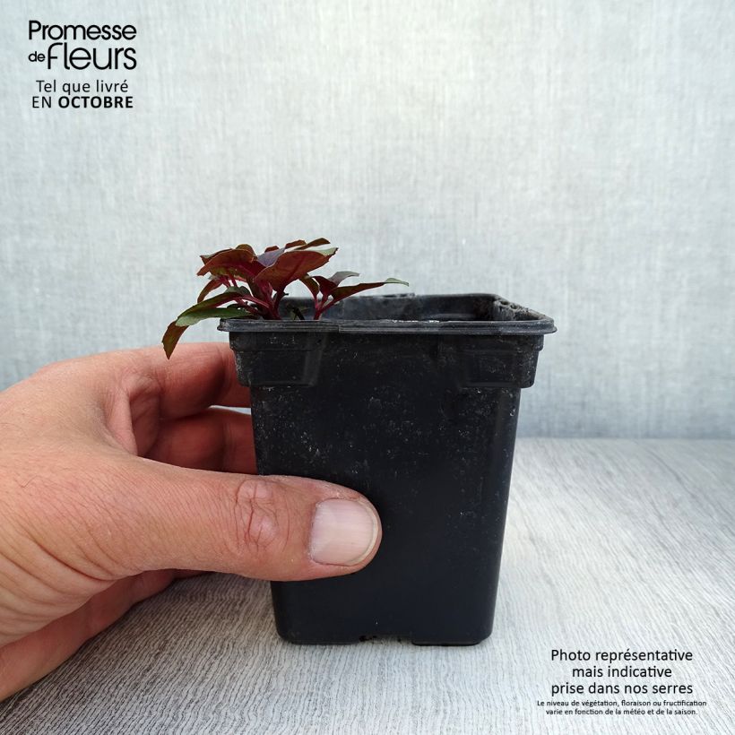 Esimerkki syksyllä toimitetusta Verenpisara - Fuchsia triphylla 7/8 cm taimiruukku-taimesta