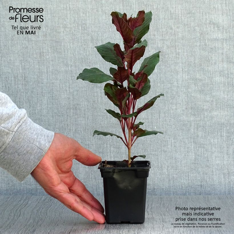 Esimerkki keväällä toimitetusta Verenpisara - Fuchsia triphylla Godet de 7/8 cm-taimesta