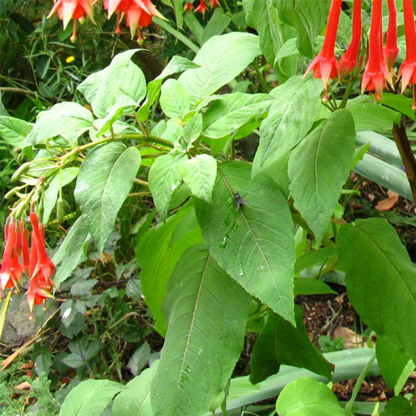 Verenpisara - Fuchsia triphylla (Lehvistö)