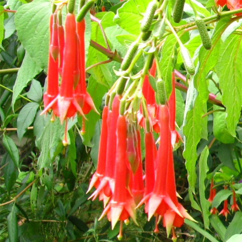 Verenpisara - Fuchsia triphylla (Kukinta)