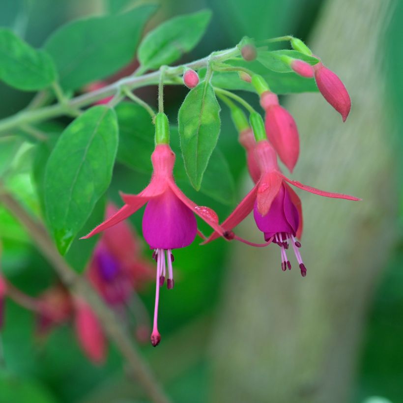Verenpisara Grimpant (Kukinta)