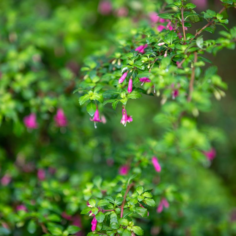 Verenpisara - Fuchsia microphylla subsp. microphylla (Lehvistö)