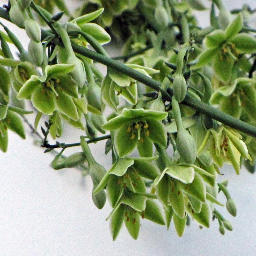 Furcraea bedinghausii (Kukinta)