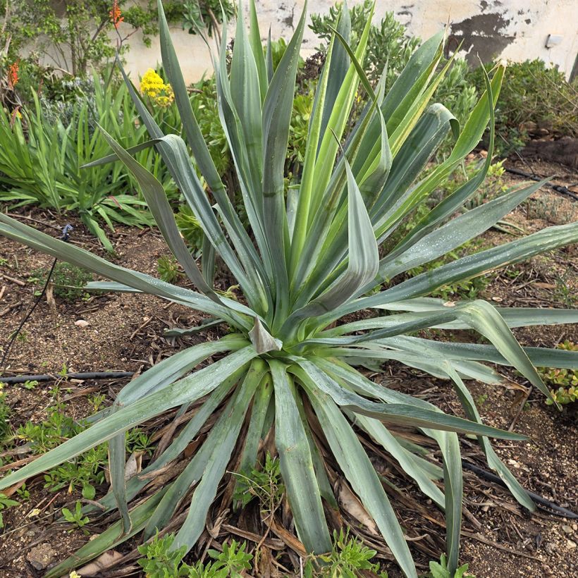 Furcraea bedinghausii (Kasvutapa)