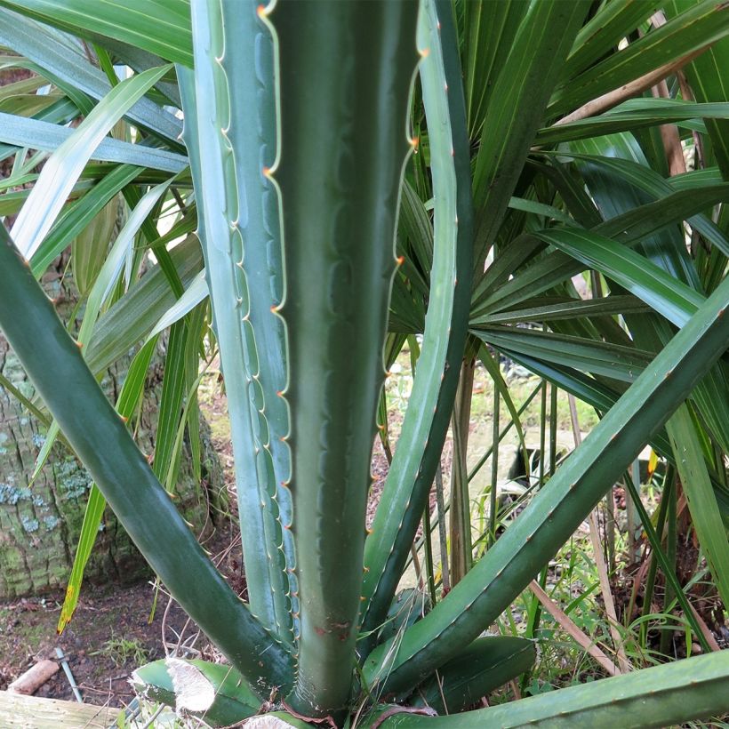 Furcraea macdougallii (Lehvistö)