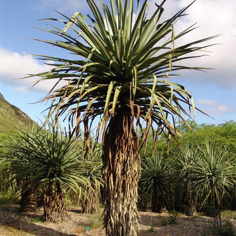 Furcraea macdougallii (Kasvutapa)