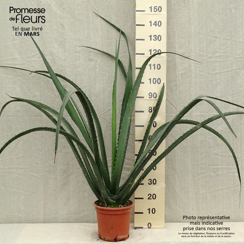 Esimerkki kesällä toimitetusta Furcraea macdougallii Pot de 7,5L/10L-taimesta