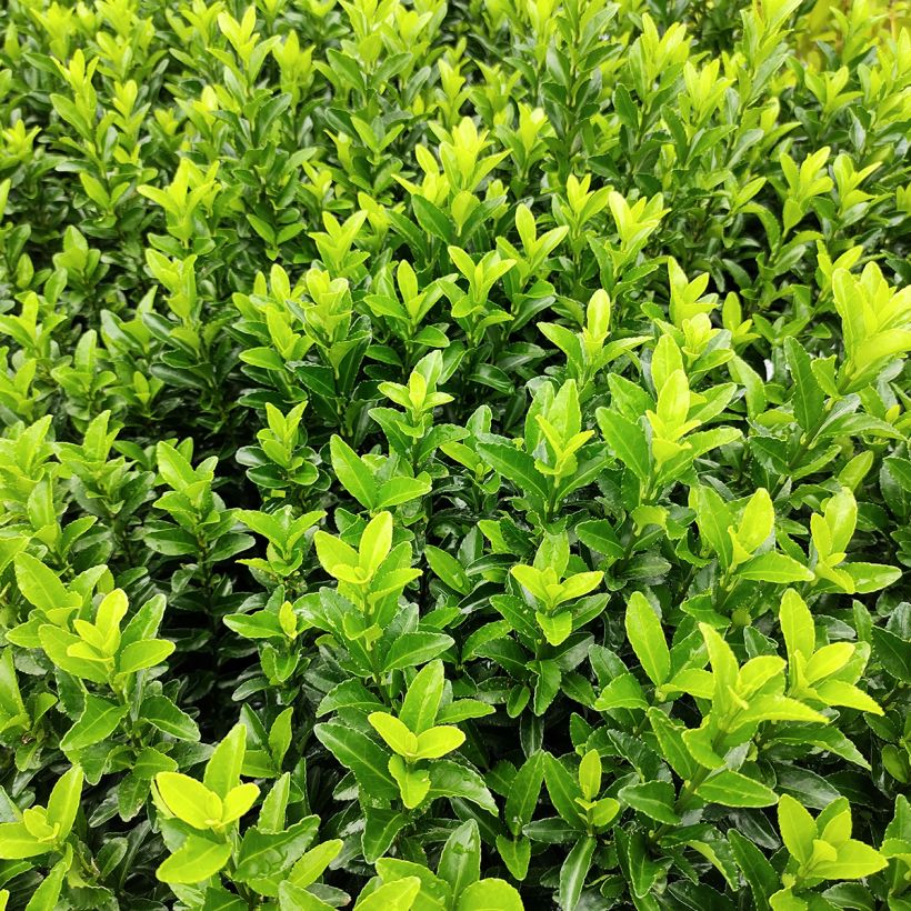 Laakerisorvarinpensas Green Spire (Lehvistö)